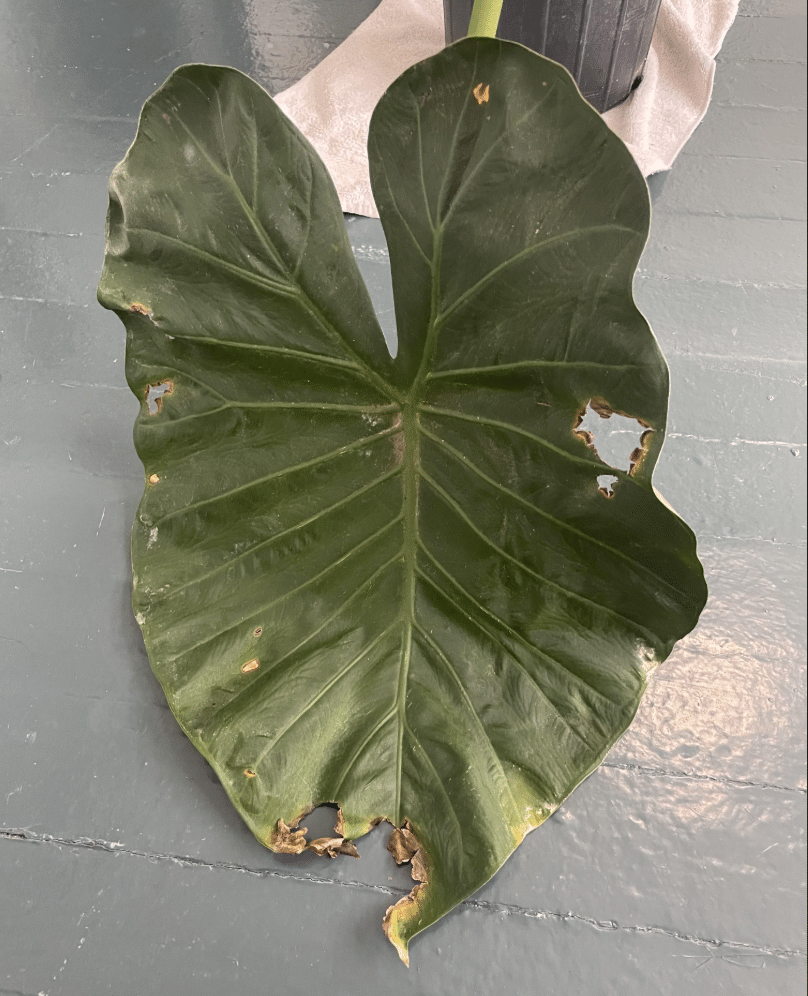 Holes in Alocasia regal shield leaves